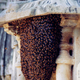Illustration for article titled Concrete-Printing Bees And Other Living 3D Printers